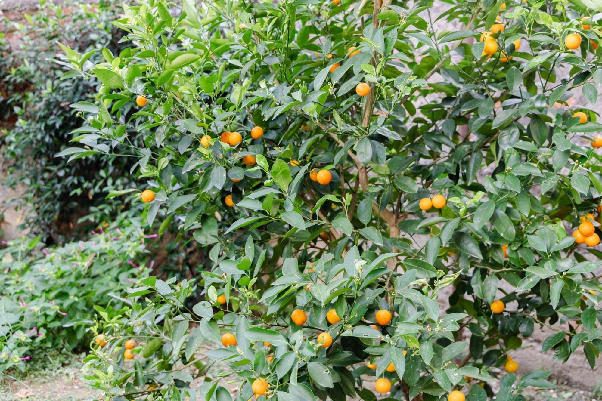 Au Jardin De Florens Exteriör bild